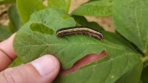 uploads/images/pest/soyabean tobacco caterpillar.jpg